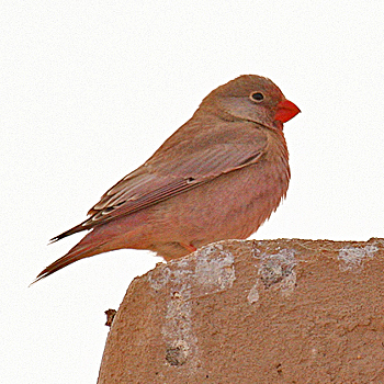 Trumpeter Finch