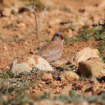 Trumpeter Finch