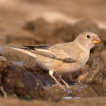 Trumpeter Finch