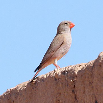 Trumpeter Finch