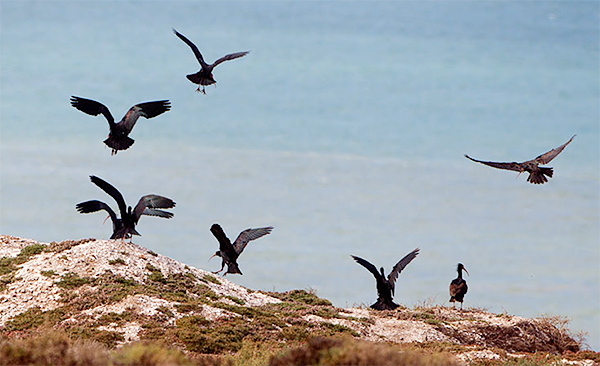 Northern Bald Ibises