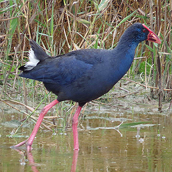 Western Swamphen