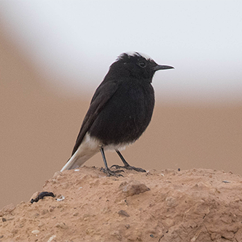 White-crowned Wheatear
