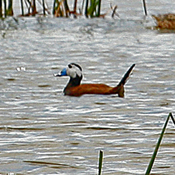 White-headed Duck