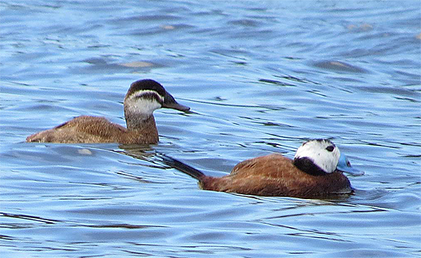 White-headed Ducks
