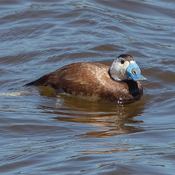 White-headed Duck