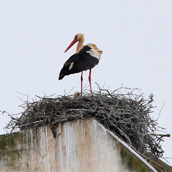 White Stork