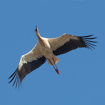 White Stork
