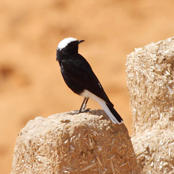 White-crowned Wheatear