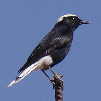 White-crowned Wheatear