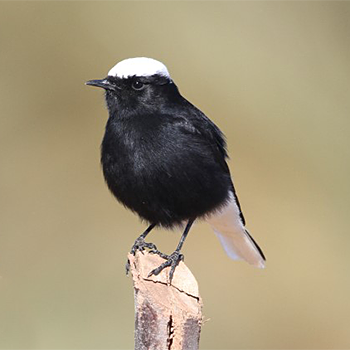 White-crowned Wheatear