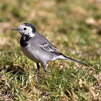 White Wagtail