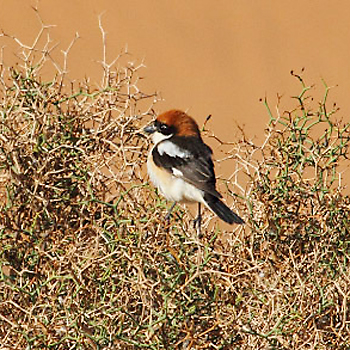 Woodchat Shrike