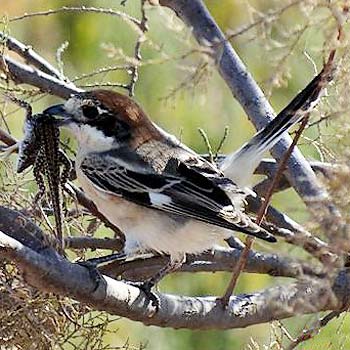 Woodchat Shrike