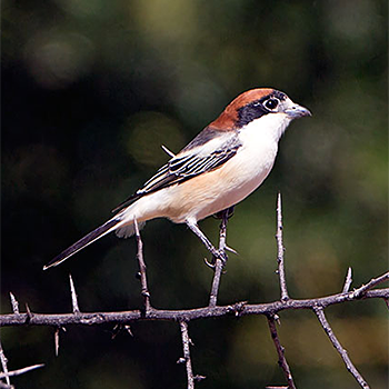 Woodchat Shrike