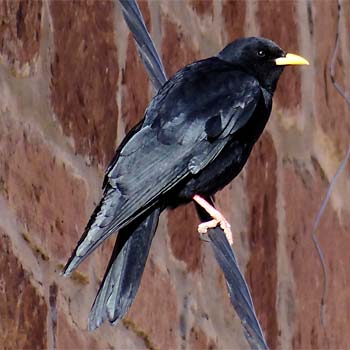 Yellow-billed Chough