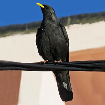 Yellow-billed Chough