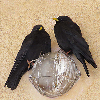Yellow-billed Chough