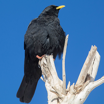 Yellow-billed Chough