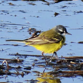 Western Yellow Wagtail