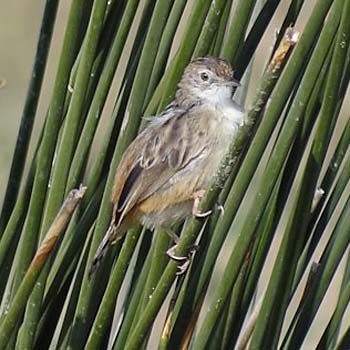 Zitting Cisticola