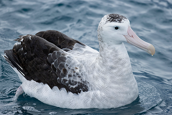 Antipodean Albatross
