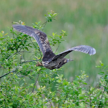 Australasian Bittern