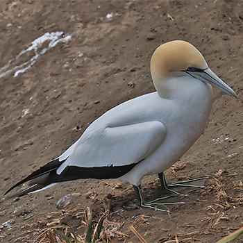 Australasian Gannet