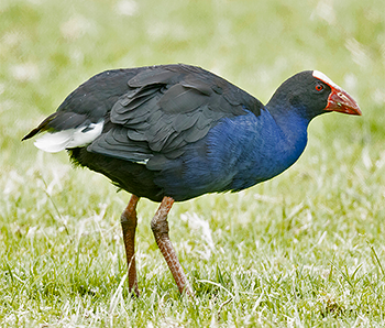 Australasian Swamphen