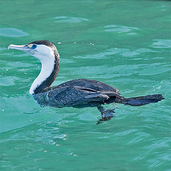 Australian Pied Cormorant
