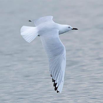 Black-billed Gull