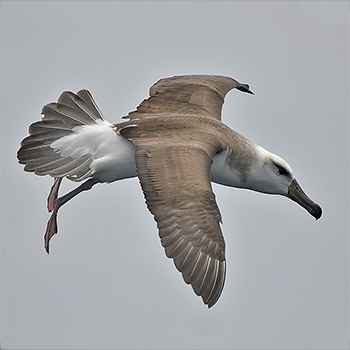 Black-browed Albatross