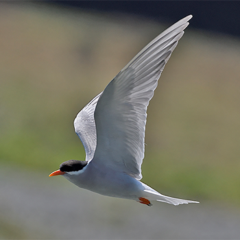 Black-fronted Tern