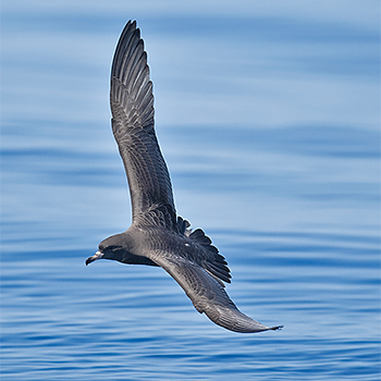 Black Petrel