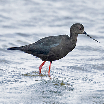 Black Stilt