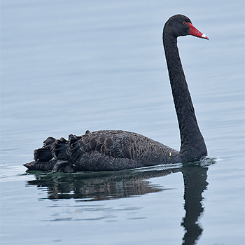 Black Swan