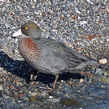 Blue Duck