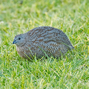 Brown Quail