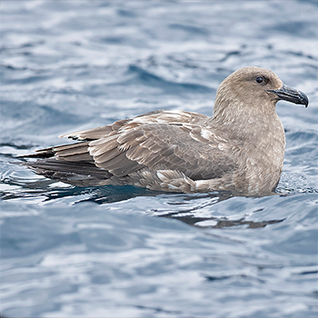 Brown Skua