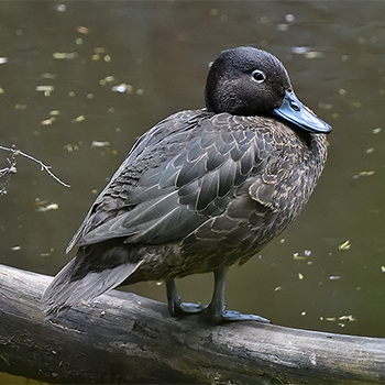 Brown Teal