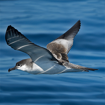 Buller's Shearwater