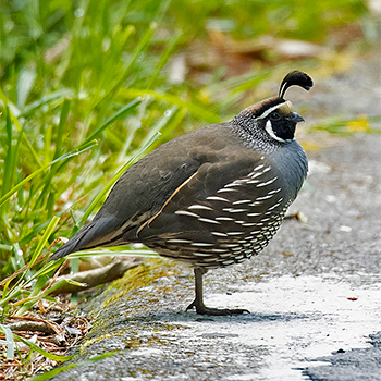 California Quail