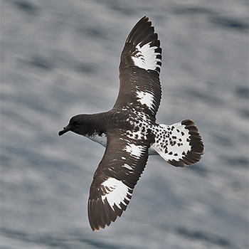 Cape Petrel