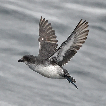 Common Diving Petrel