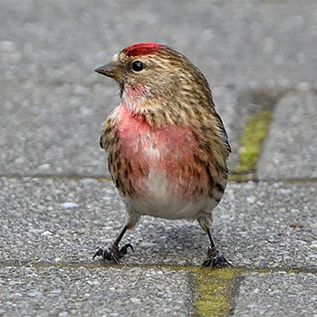 Common Redpoll