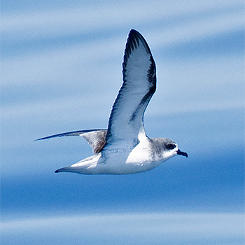 Cook's Petrel