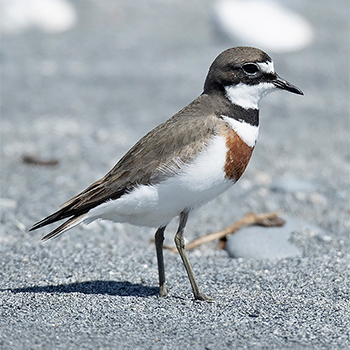 Double-banded Plover