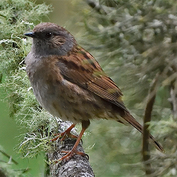 Dunnock