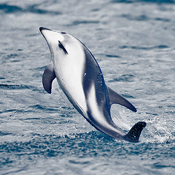 Dusky Dolphin