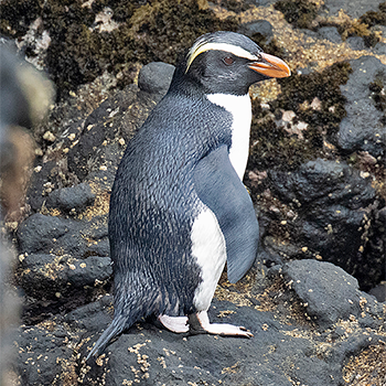 Fiordland Penguin